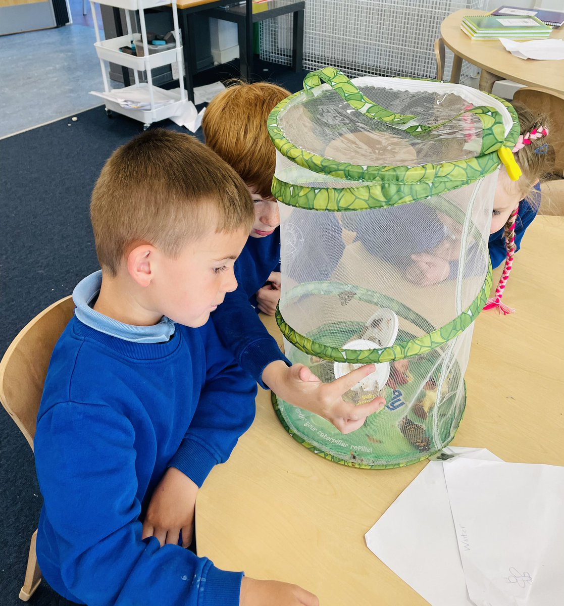 AddiewellPS's tweet image. P1 are excited to have butterflies - we are still caring for our one remaining caterpillar! We have been learning what living things need &amp;amp; planted our very own beanstalks yesterday - we have placed one in the dark, one in the cold &amp;amp; one without water - what will happen??