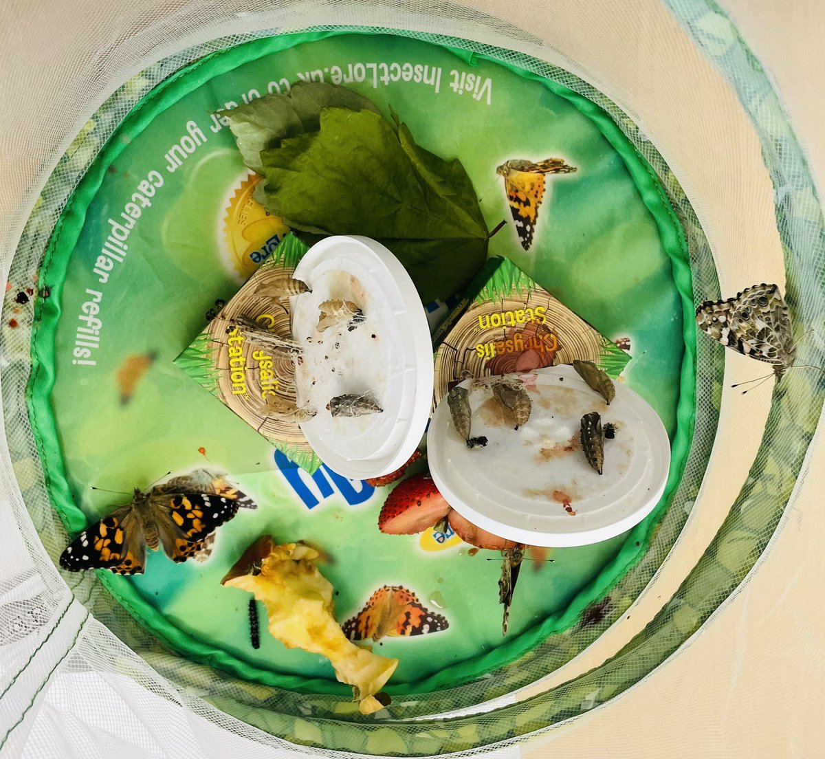 AddiewellPS's tweet image. P1 are excited to have butterflies - we are still caring for our one remaining caterpillar! We have been learning what living things need &amp;amp; planted our very own beanstalks yesterday - we have placed one in the dark, one in the cold &amp;amp; one without water - what will happen??