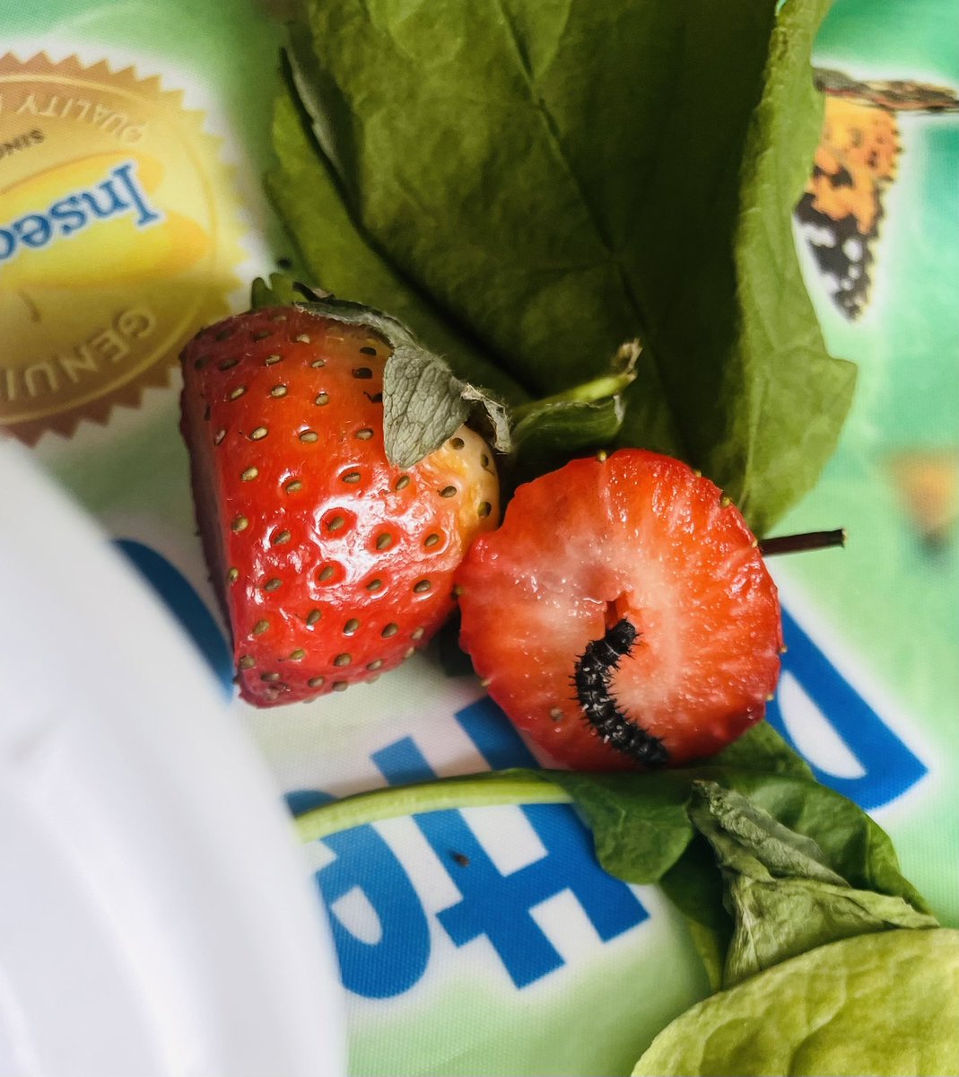 AddiewellPS's tweet image. P1 are excited to have butterflies - we are still caring for our one remaining caterpillar! We have been learning what living things need &amp;amp; planted our very own beanstalks yesterday - we have placed one in the dark, one in the cold &amp;amp; one without water - what will happen??