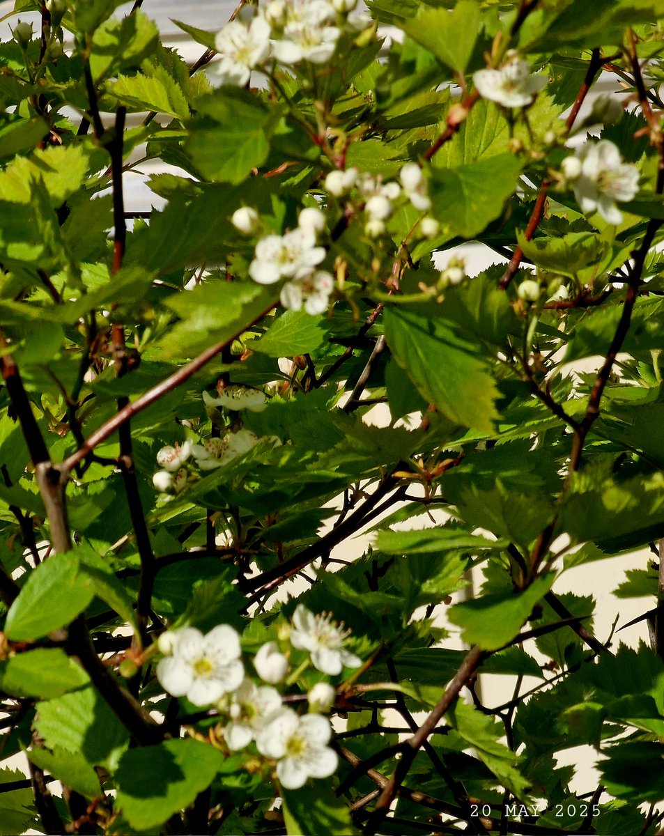 IDadzkov's tweet photo. Hawthorn blooms out. Hagtorn blommar ut.  Боярышник зацветает.
#nature #spring #flowering #hawthorn #bush #hagtorn #buske #FloweringPhoto https://t.co/mjWdEvRJBv