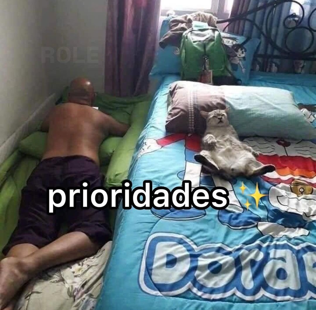 perfil dedicado a gatinhos e peitos (@odeiootaco) on Twitter photo 
