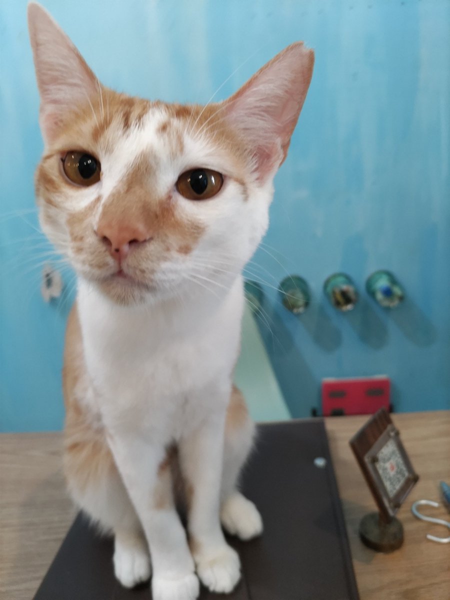 muuart_0625's tweet photo. 癒やされてきました❣️
#dearcat
#生駒
#奈良
#保護猫カフェ https://t.co/VukEBqlLde