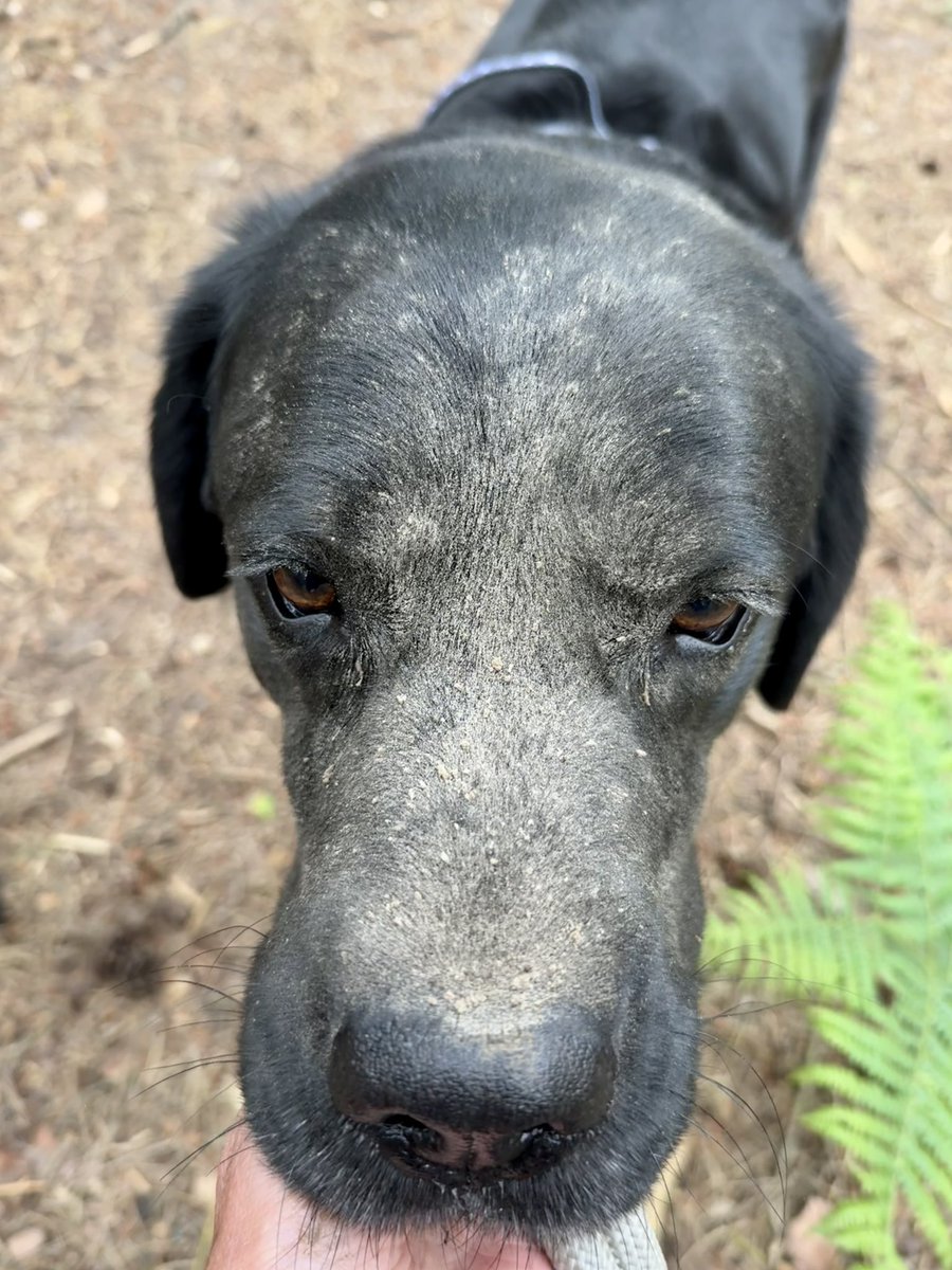 Jim and Olive🌈 Black Labs tweet media