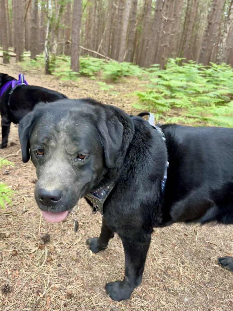 Jim and Olive🌈 Black Labs tweet media