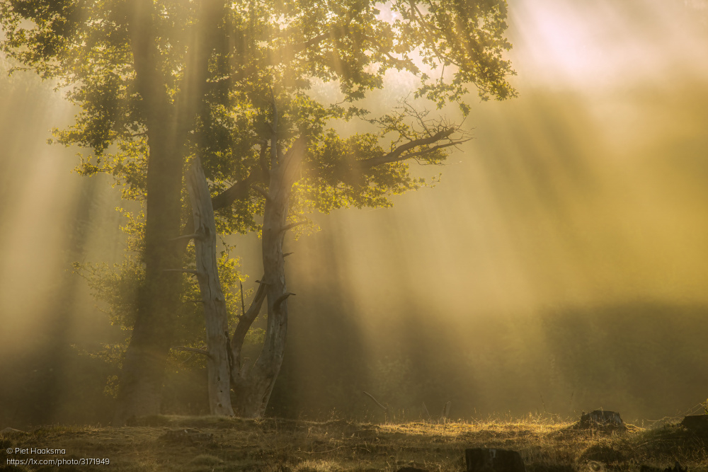 1x_com's tweet image. Magical 'Sunray morning' by Piet Haaksma
1x.com/photo/3171949/… #sunrays #sunrise #forest #trees #mood #fineartphotography
