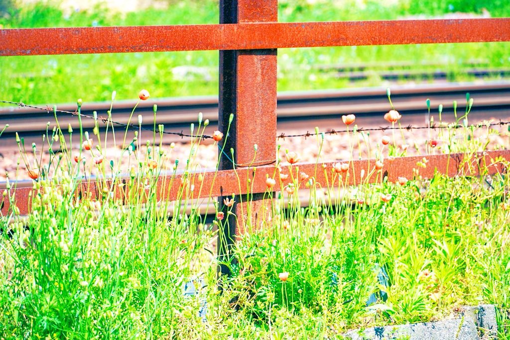shima_photrip's tweet image. 沿線で出会った、いろんなGreen ⸝⋆

#近江鉄道
#滋賀