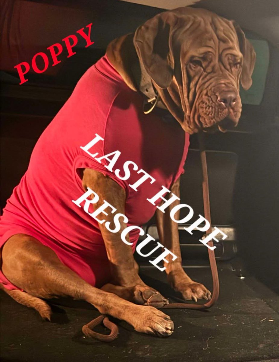 lasthopeanimalrescue tweet media