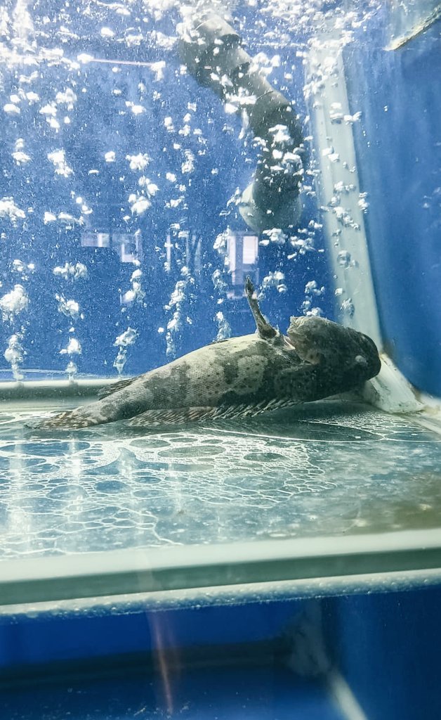 500 ribu melayang hadeh