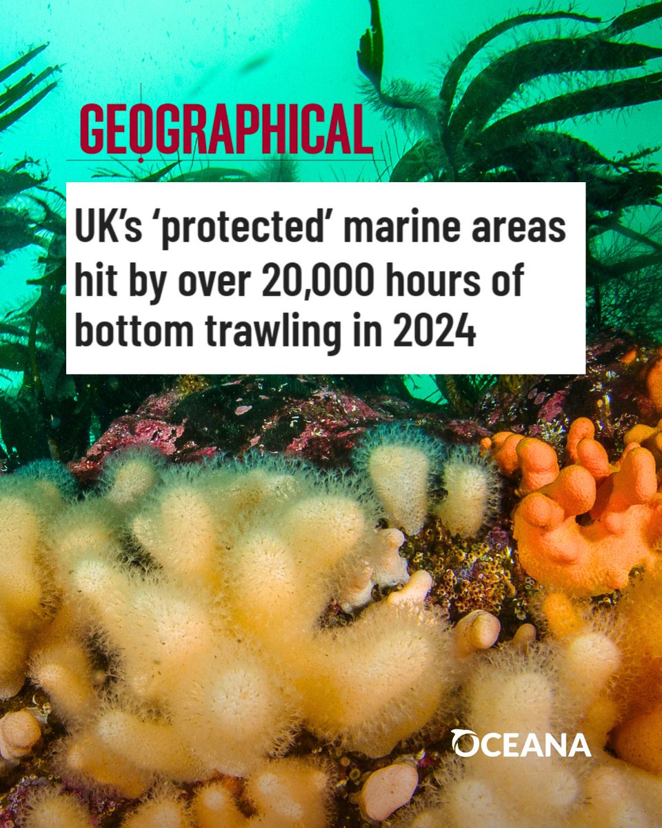 Bottom trawling decimates wildlife, destroys ocean habitats &amp; deepens the climate crisis. How was 20,000+ HOURS permitted in UK protected areas last year?! It's time for a ban. 🚨🚫⏰

💥 ACT NOW: act.for-the-ocean.org/act/protect-uk…

🗞️ Coverage of our new research: geographical.co.uk/news/uks-prote…