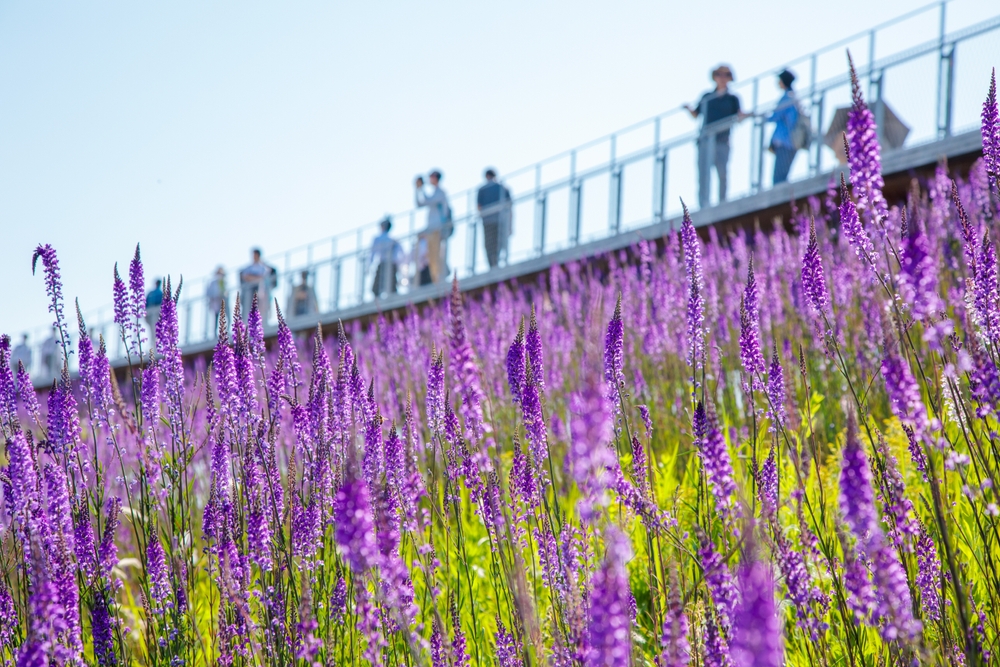💫 Japan in May is definitely unbeatable. 

Have you added it to 𝙮𝙤𝙪𝙧 𝙗𝙪𝙘𝙠𝙚𝙩 𝙡𝙞𝙨𝙩 𝙮𝙚𝙩?

#Japanese #Travel
