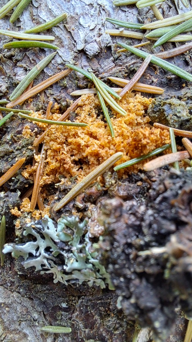 RESDiNET (@de_research_) on Twitter photo 🌲Resin flow & fading needles tell a story.
A 10-year study by Diana-Cristina Simon from <a href="/UniEastFinland/">University of Eastern Finland</a> shows that simple visual symptoms can track bark beetle damage: conserved forests lost 80%, managed only 40% doi.org/10.1007/s10342…
#Resdinet #ForestHealth #BarkBeetle 🌲Resin flow & fading needles tell a story.
A 10-year study by Diana-Cristina Simon from <a href="/UniEastFinland/">University of Eastern Finland</a> shows that simple visual symptoms can track bark beetle damage: conserved forests lost 80%, managed only 40% doi.org/10.1007/s10342…
#Resdinet #ForestHealth #BarkBeetle