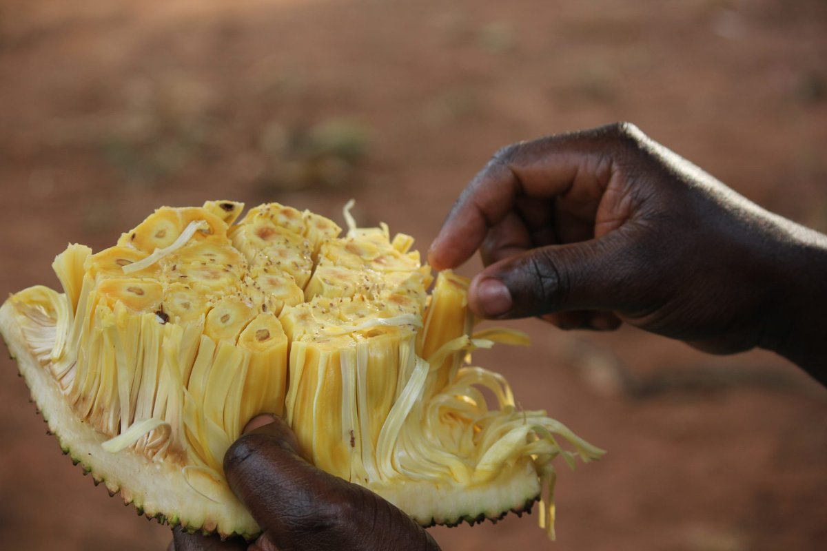 Jackfruit (fene) is one of the healthiest fruits.

It's natural sugar doesn't spike blood sugar as much as most fruits.

But it's also packed with antioxidants, fibre, magnesium and Vitamin C making it great for immunity, cancer prevention, heart health, digestion.

Enjoy some.