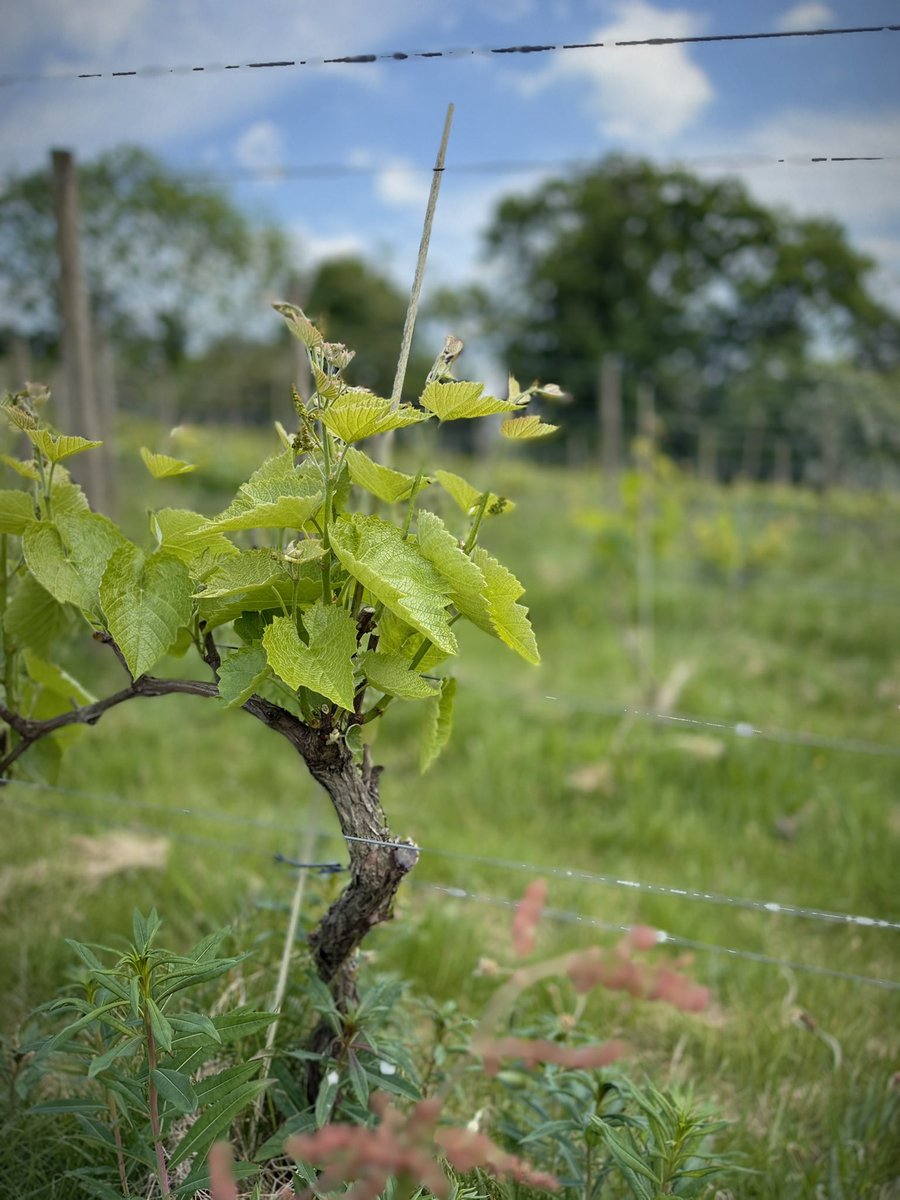 Barry Lewis tweet media