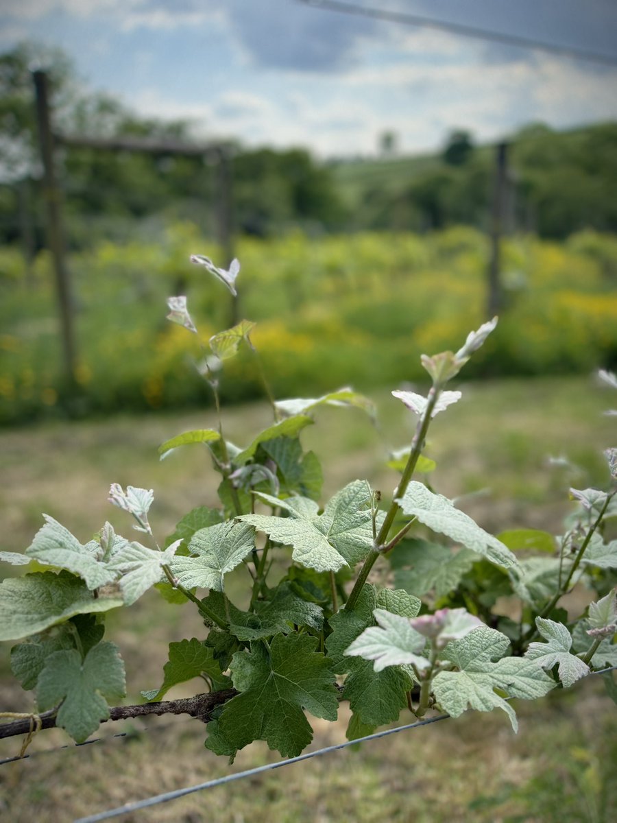 Proud to share a milestone for Amber Valley Wines and the Midlands wine scene.

We’re delighted to announce that two of our 2023 wines have won international medals at the prestigious International Wine Challenge (IWC) 2025, one of the most rigorous and respected global wine