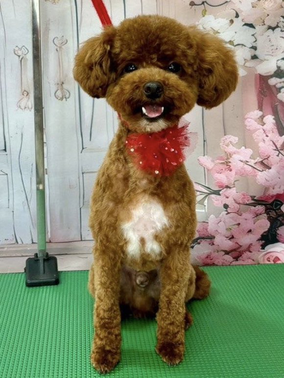 latte_toypoo's tweet photo. トリミングして自分が可愛くなったことを自覚してるなコイツ…
#トイプードル https://t.co/jpS9Cq5DF4