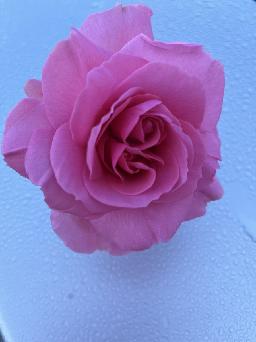 PhilomenaDuffy4's tweet photo. May 🌸 https://t.co/JZuXhmVmXt