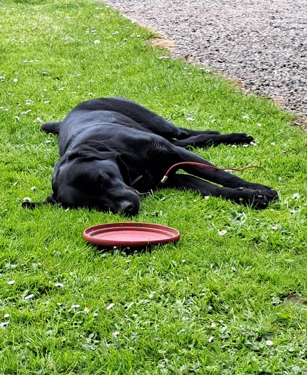 Leo the Lab & Angel Prince Furbaby🌈 tweet media