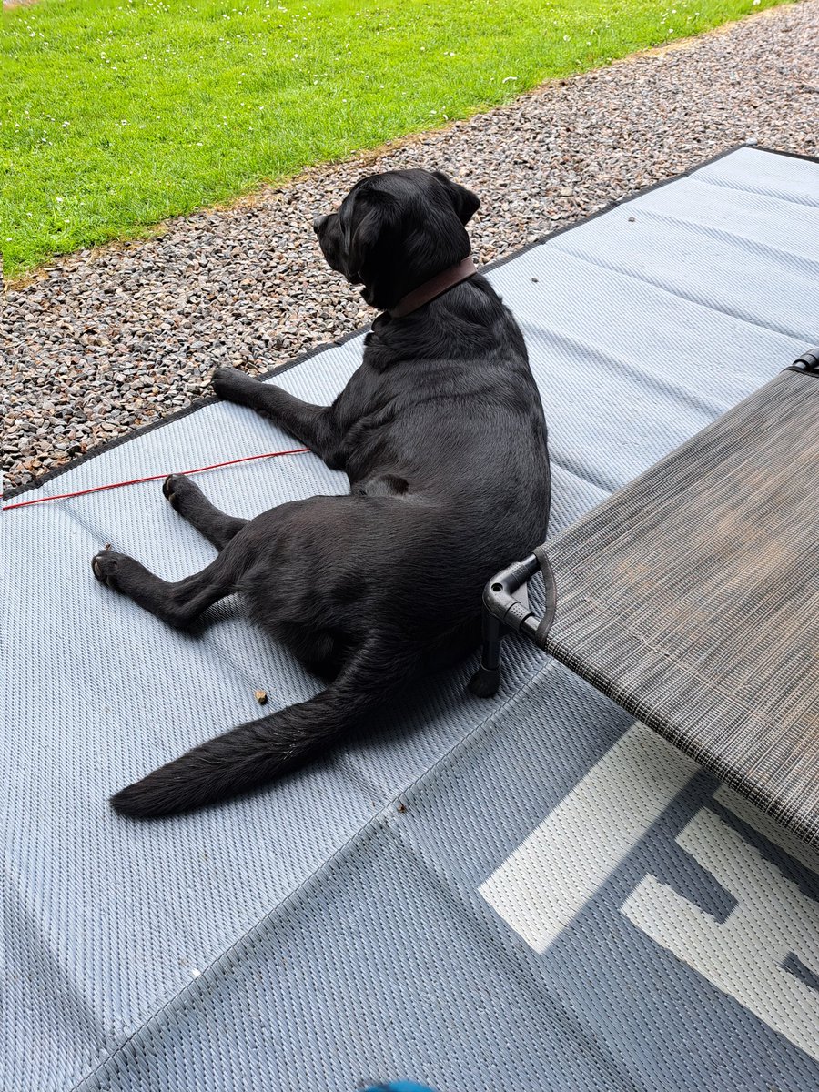 Leo the Lab & Angel Prince Furbaby🌈 tweet media