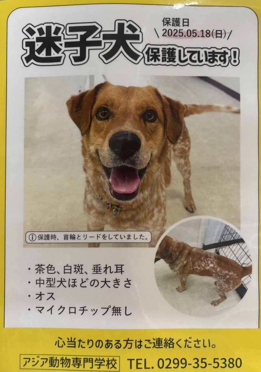 aaa_asia_animal's tweet photo. ❗迷子犬 保護しています❗

2025.5.18の正午頃
茨城県石岡市貝地にて保護しました。

お心当たりのある方ご連絡ください。
アジア動物専門学校
TEL. 0299-35-5380

届出先👇
#石岡警察署
#茨城県動物指導センター
#石岡市役所

#迷子犬
#迷い犬
#茨城県
#石岡市
#保護犬
#拡散希望 https://t.co/TeaQChKeIz