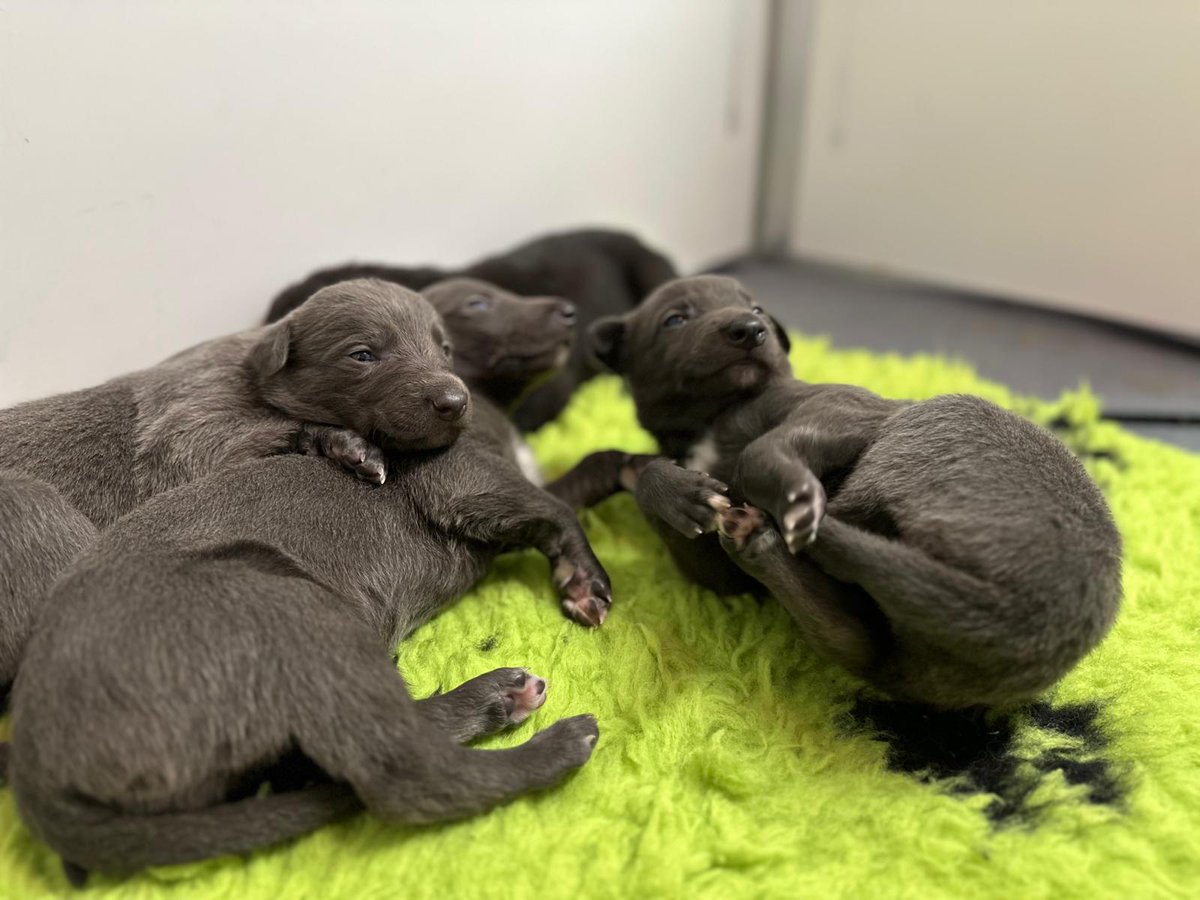 GreyhoundHoming's tweet image. Sometimes all you need is a puppy fix 😍 

How cute are these tiny greyhound puppies?  

#GreyhoundPup #PuppyGreyhound #Puppys