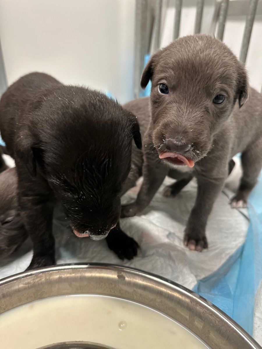 GreyhoundHoming's tweet image. Sometimes all you need is a puppy fix 😍 

How cute are these tiny greyhound puppies?  

#GreyhoundPup #PuppyGreyhound #Puppys