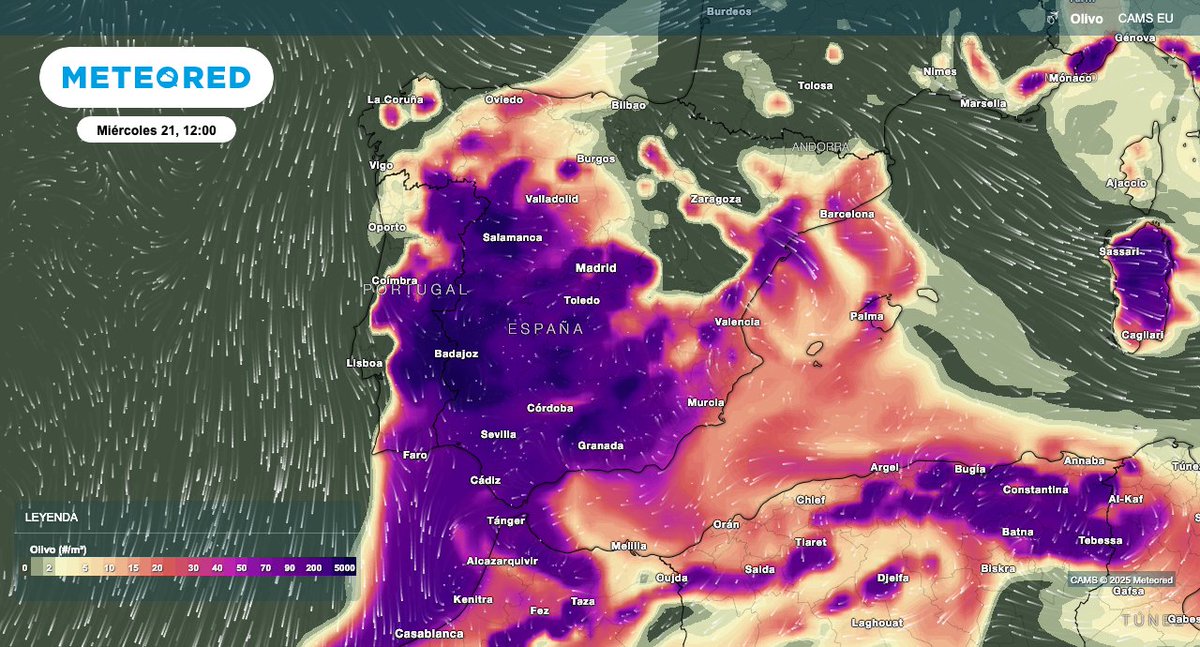 🤧 Alérgicos, estamos con vosotros. 💪 

🌺 La primavera este año no lo está poniendo fácil, especialmente estos días en los que se dispara la concentración de #polen de gramíneas 🌱 y olivo.