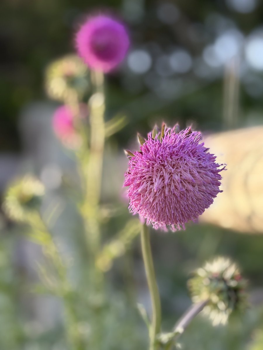 Thistle growing at the farm in St. James evokes the ruggedness of nature. Soft and gentle, yet bristly. A survivor.