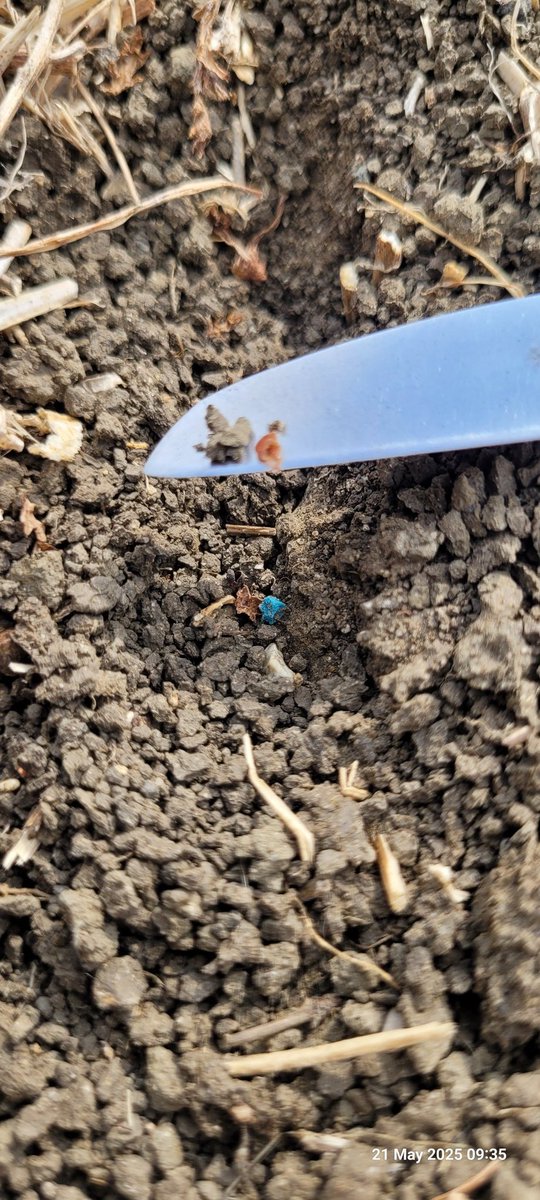 Drilled on 24th April. I don't get it,put some slug pellets on to make it easier to find the seed. No rain since that date to mean anything but slugs are active. I do hope the forcast for next week is correct.
#CSS
#Wildflowers
#Beejuice