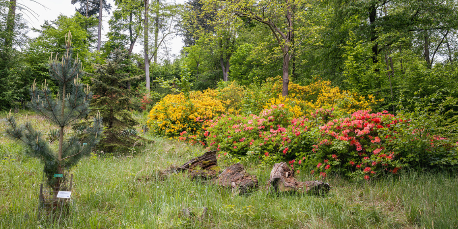 Jarní DOD v Arboretu Křtiny již tento víkend 24. a 25. 5. / 9.00–17.00. Těšte se na nová zákoutí s vrbami, cypřiši..., vycházky s dendrologem či novou šifrovací hru pro starší děti. Více info → ldf.mendelu.cz/arboretum-krti…