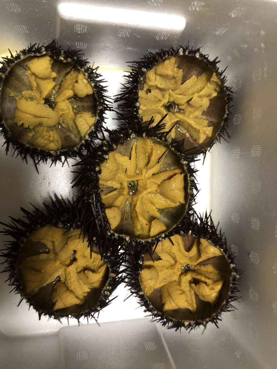 yone_koh's tweet photo. 今日は暑かったー♪
親父の実家の青森県大間からウニが届いたよー♪
さあ！風呂入ってビールと一緒に
わっしょい　わっしょい！ https://t.co/gZFk3xBMtb