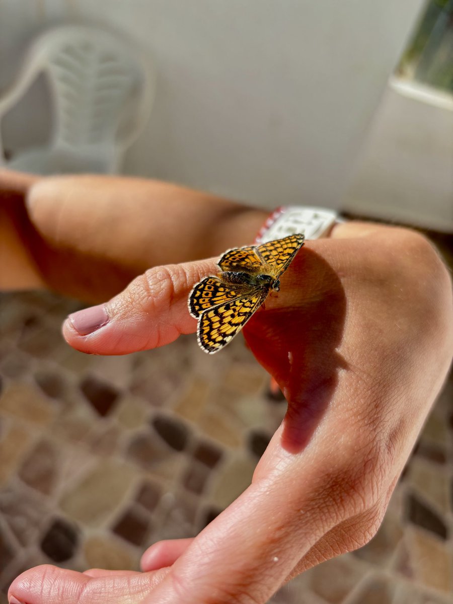 vuelven los colores bonitos 🌼🧡🌻💛
