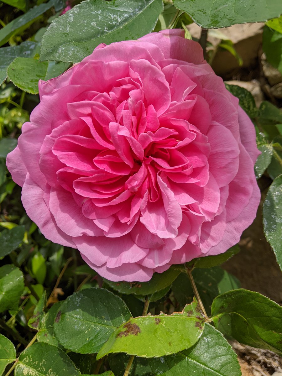 Claire Harman (@claire_harman) on Twitter photo Good morning, Gertrude Jekyll: What a woman, what a rose!
<a href="/SurreyHeritage/">Surrey History Centre</a> #RoseWednesday Good morning, Gertrude Jekyll: What a woman, what a rose!
<a href="/SurreyHeritage/">Surrey History Centre</a> #RoseWednesday