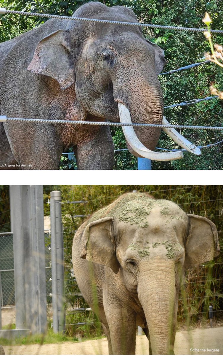 On the 2nd May 2025 PREN sent an urgent letter to <a href="/LAZoo/">Los Angeles Zoo</a> 
proelephantnetwork.org/2025/05/03/hav… SILENCE !!! <a href="/NonhumanRights/">Nonhuman Rights Project</a> <a href="/MayorOfLA/">Mayor Karen Bass</a>