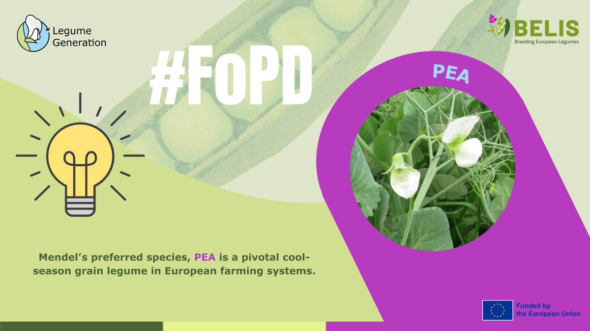 BELIS Project (@belis_eu) on Twitter photo 🤩🌱 #FascinationofPlantsDay | Pea
Pea is Europe’s top cool-season legume, key for food & high-value feed like aquaculture.
👉 #LegumeGeneration taps diverse traits to boost yield
👉 <a href="/BELIS_EU/">BELIS Project</a> uses natural diversity to breed climate-resilient crops
ℹ️linkedin.com/feed/update/ur… 🤩🌱 #FascinationofPlantsDay | Pea
Pea is Europe’s top cool-season legume, key for food & high-value feed like aquaculture.
👉 #LegumeGeneration taps diverse traits to boost yield
👉 <a href="/BELIS_EU/">BELIS Project</a> uses natural diversity to breed climate-resilient crops
ℹ️linkedin.com/feed/update/ur…
