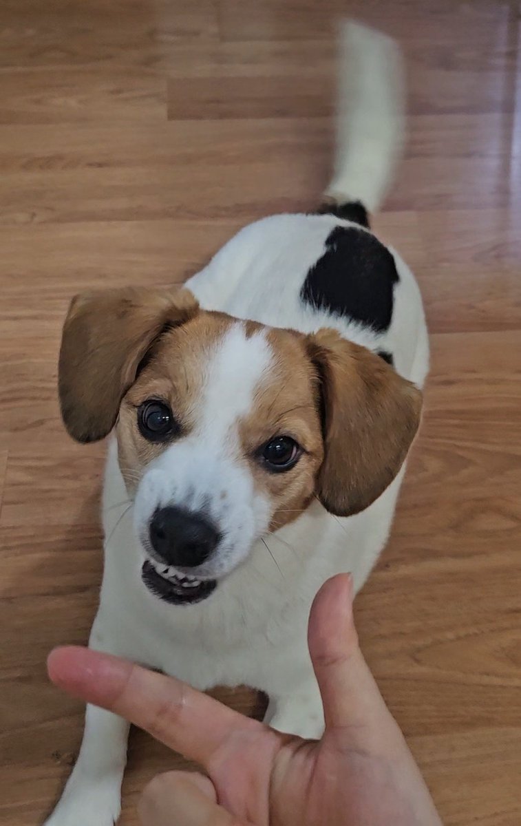 간식하나에 개인기 100개 시켜서 화난 강아지