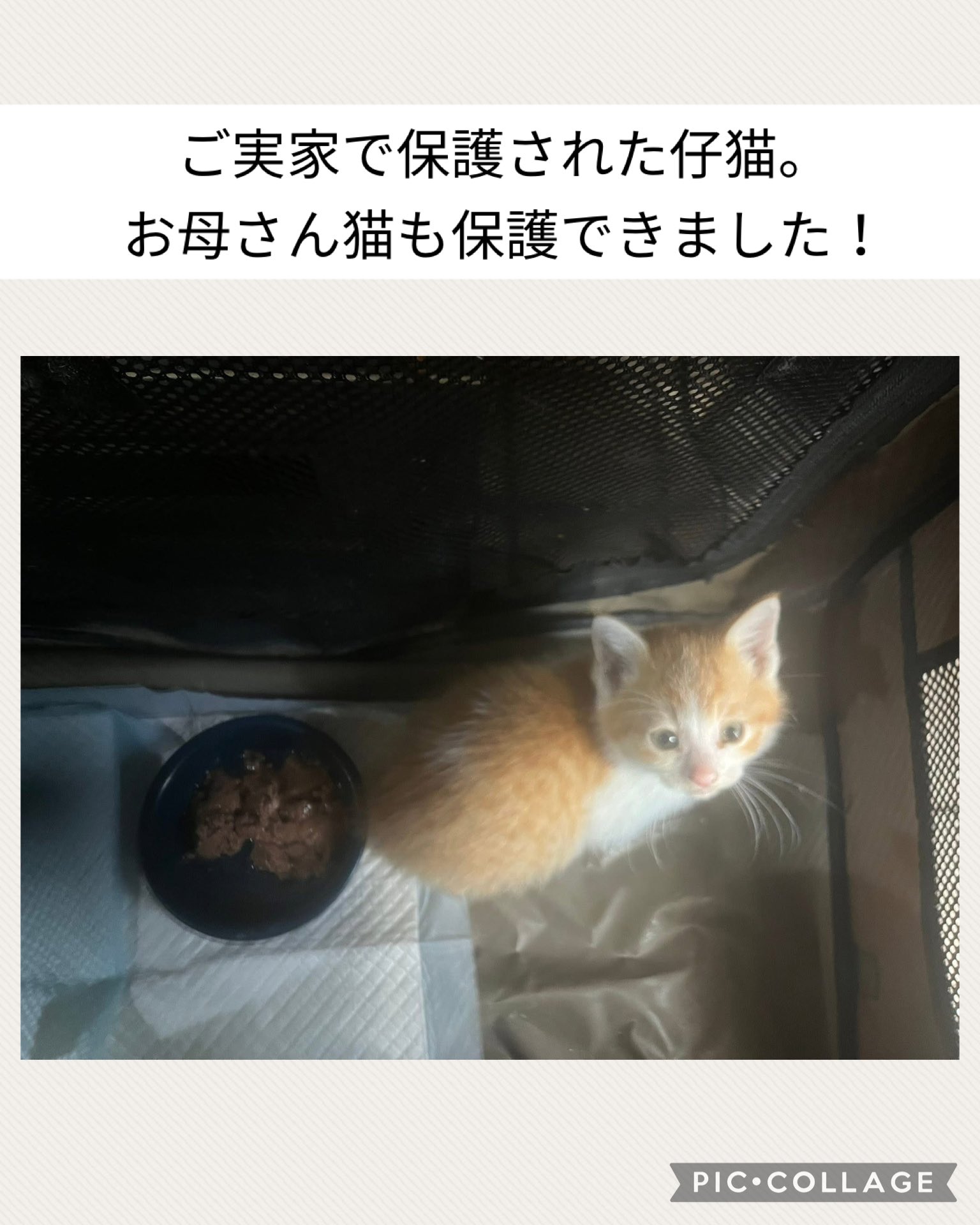 一般社団法人動物レスキューチームうーにゃん (@teamu_nyan) / X