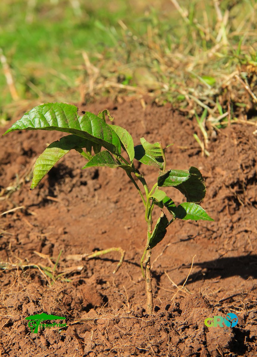 titus_kims's tweet image. If a tree stump could talk… it would ask, “Did you plant one before you took me?”
It would remind us: cutting a tree is not just an act, it's a question to future generations.

#ReforestTheFuture #GreenMinds #IfTreesCouldTalk #climateguardians #worldwithouttrees #GROwithus
