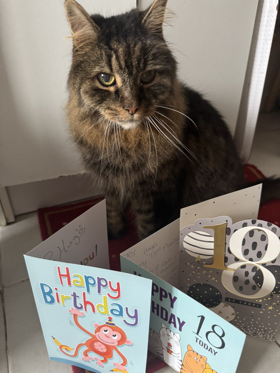 I’m 18 today!! Happy Birthday to me!!!😺😺🥳🥳🎁🎁🎂🎂🎈🎈❤️❤️💙💙💛💛#CatsOfX #CatsOnX #CatsofTwittter #SuperSeniorCatsClub #eighteen #happybirthday #Happy18th