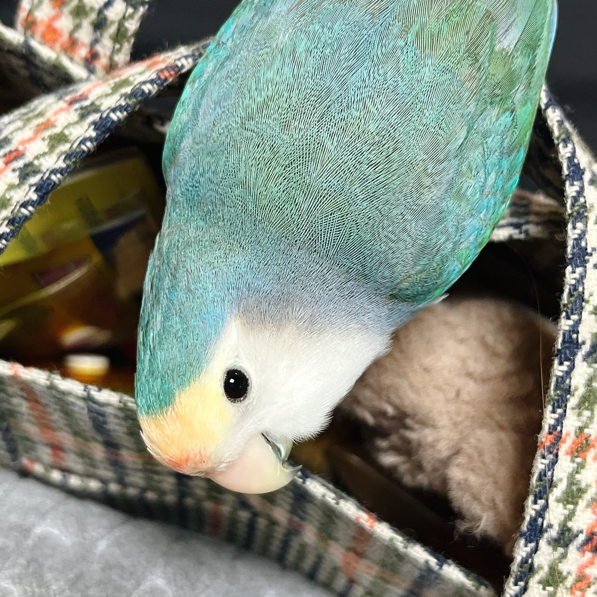 김엄마.. 핑핑이랑 안친한척하더니
나없을때 이마에 뽑보해놈 ㅡㅡ