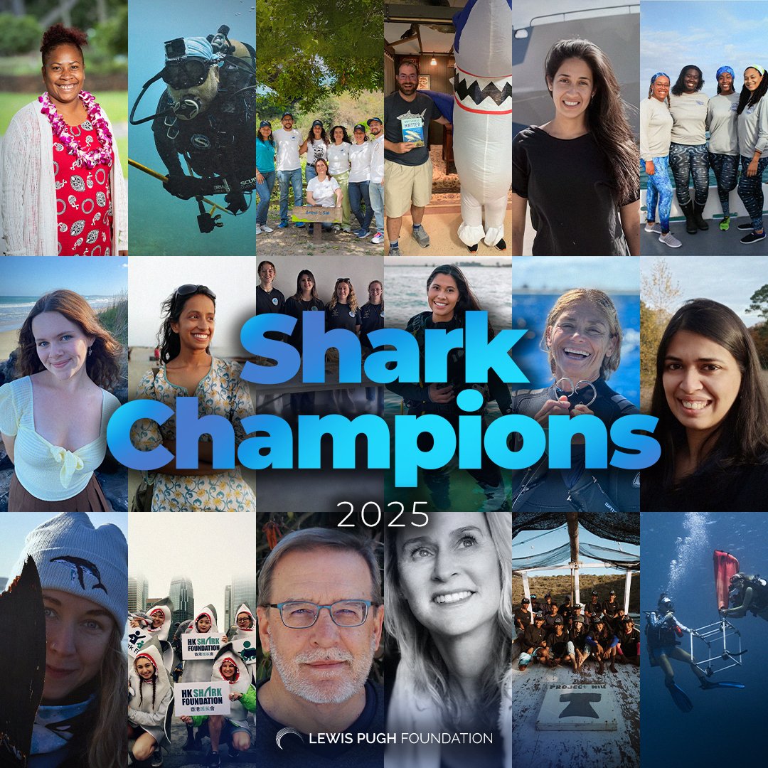 Sharks are vital to the health of our oceans. And no one understands this better than our #SharkChampions. 

With #TheSharkSwim underway, join us in celebrating their tireless efforts to secure a better future for these apex predators 🌊🦈👇 #LoveSharks

lewispughfoundation.org/shark-champion…