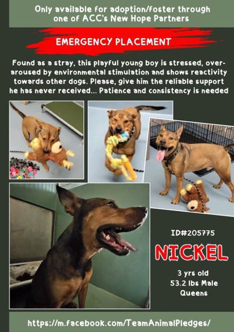 MoishesMom's tweet photo. 🚨Placement🆕Intake• Nickel• 3 yrs
🆔205775• Male• Queens ACC • 52 lbs
🆕Hope Rescue 🛟• Nickel is a Stunning stray boy who’s intensely uncomfortable in the pound😖He’s reactive to 🐕
#UrgentUnicornFosterNYCACC
#NHRO • Pledges• Shares
He’ll 💉if no 1️⃣ comes 😭🤞🏻🙏🏻 https://t.co/wrRtjypvo8