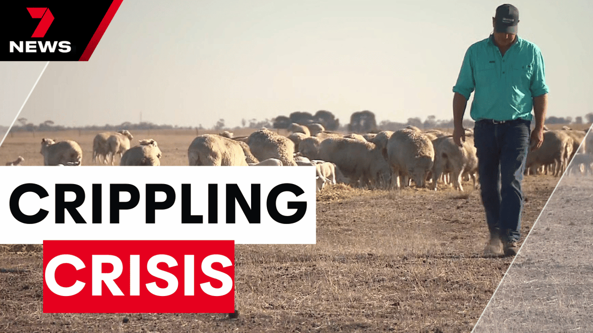7NEWS Adelaide (@7newsadelaide) on Twitter photo <a href="/CaseyTreloar7/">Casey Treloar</a> Just when South Australia's drought could not seem to get any worse, there is a grim new milestone. Most of the state has now run out of hay with farmers forced to truck it in from interstate at a huge expense. youtu.be/zqpwVuHQvzM <a href="/CaseyTreloar7/">Casey Treloar</a> #7NEWS <a href="/CaseyTreloar7/">Casey Treloar</a> Just when South Australia's drought could not seem to get any worse, there is a grim new milestone. Most of the state has now run out of hay with farmers forced to truck it in from interstate at a huge expense. youtu.be/zqpwVuHQvzM <a href="/CaseyTreloar7/">Casey Treloar</a> #7NEWS