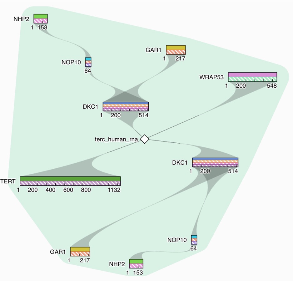 May is skin cancer awareness month! We're highlighting Telomerase holoenzyme complex (CPX-265) featuring TERT(UniProt:O14746). See the complex in tinyurl.com/mt7u4wbs &amp; visit UniProt for all melanoma-associated proteins tinyurl.com/mryjvyu7 
#MelanomaAwareness, #SunSafety🧴