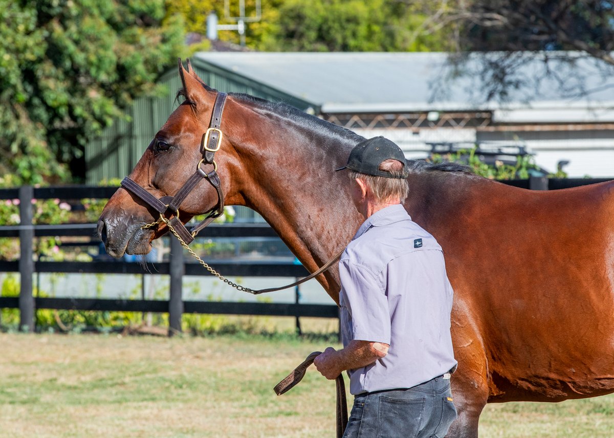 Always reliable. Always B Miki.

With 71% winners to runners, he’s one of the most consistent stallions in the game—delivering results at every level, year after year.

#Always