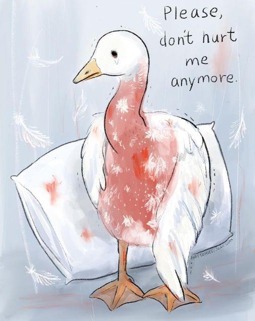 herbivore_club's tweet photo. Down, the soft feathers beneath a duck or goose's outer feathers, is commonly used for bedding and jackets 😡

It is taken either after they are killed or plucked multiple times while they are still alive 💔

🎨 Just Comics

#DownWithDown https://t.co/OQCW2ld2Nt