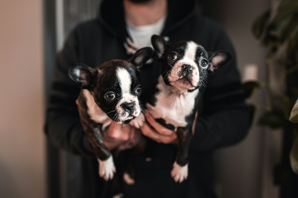 INTERcids (@intercids) on Twitter photo 🐶 🐶 🐱 🐱 Un "pequeño criador" puede traer al mundo cientos de cachorros al año en su patio trasero. Para que el Reglamento Europeo de bienestar de perros y gatos sea eficaz, no puede excluir NINGUNA modalidad de cría <a href="/CarmenCrespoPP/">Carmen Crespo</a> <a href="/GabrielMatoA/">Gabriel Mato Adrover</a> <a href="/IratxeGarper/">Iratxe García Pérez /❤️</a> <a href="/crismaestre/">Cristina Maestre 🇪🇺</a> 🐶 🐶 🐱 🐱 Un "pequeño criador" puede traer al mundo cientos de cachorros al año en su patio trasero. Para que el Reglamento Europeo de bienestar de perros y gatos sea eficaz, no puede excluir NINGUNA modalidad de cría <a href="/CarmenCrespoPP/">Carmen Crespo</a> <a href="/GabrielMatoA/">Gabriel Mato Adrover</a> <a href="/IratxeGarper/">Iratxe García Pérez /❤️</a> <a href="/crismaestre/">Cristina Maestre 🇪🇺</a>