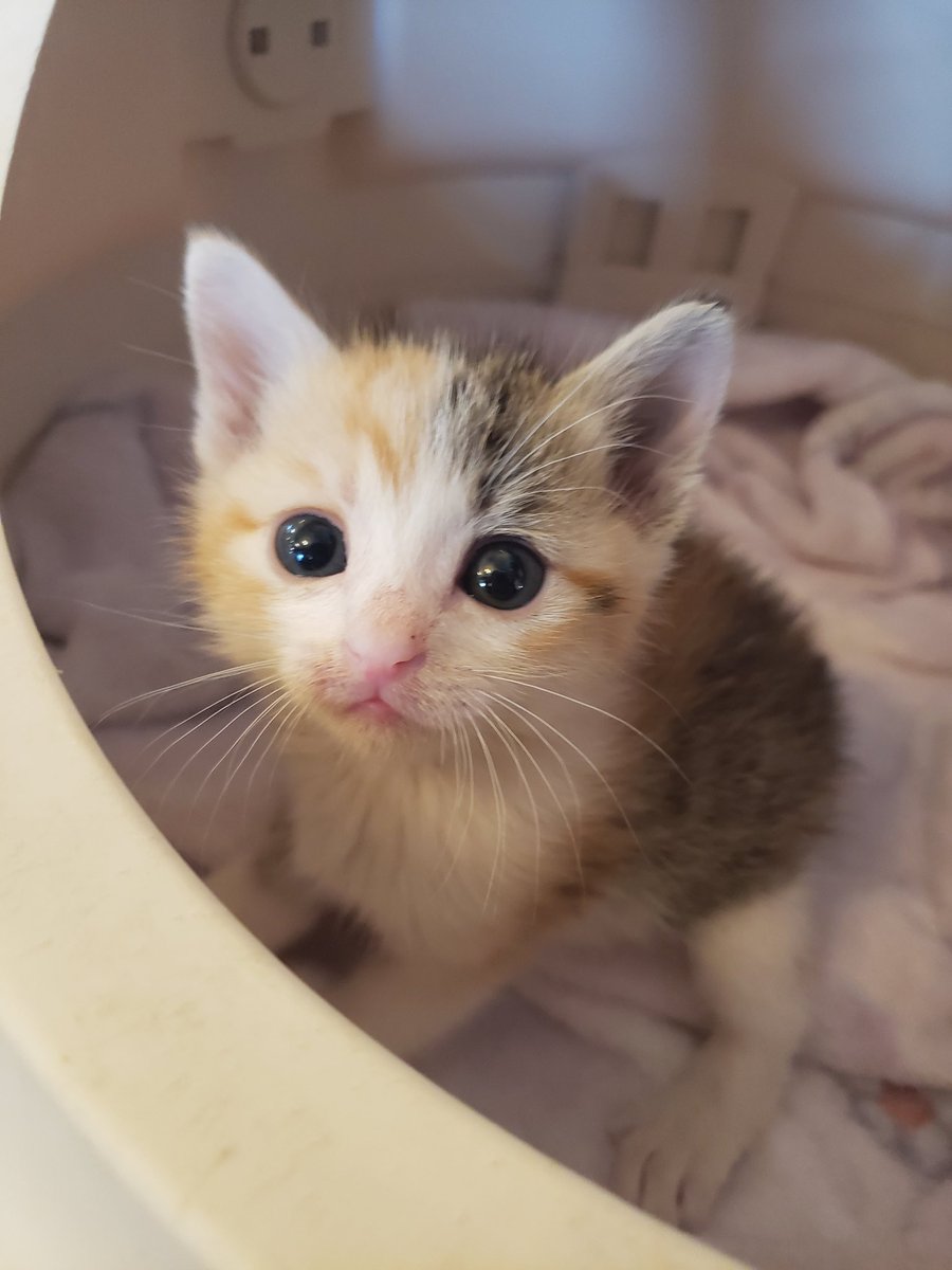 貸切猫カフェ『スマイルキャット』@予約受付中☎︎ on X