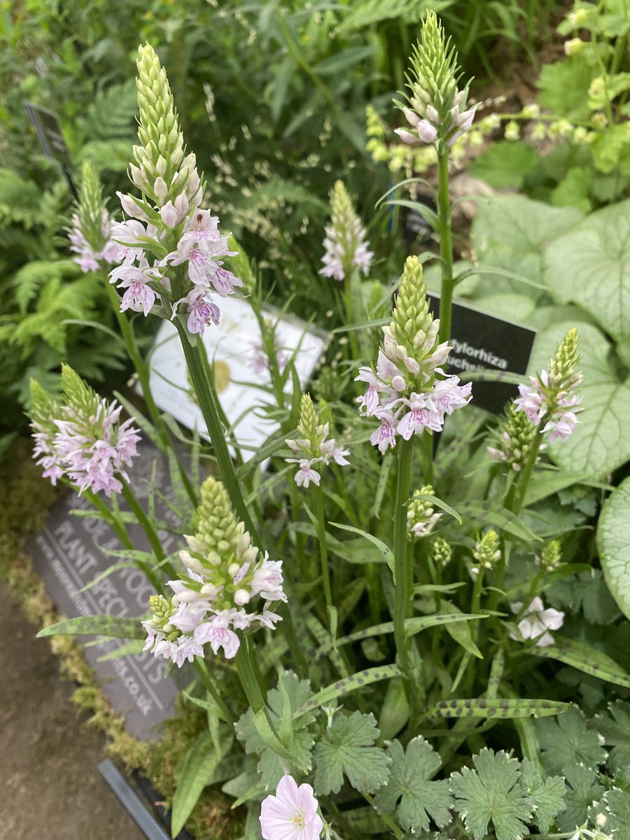 Absolutely thrilled to be one of only six exhibitors in the Grand Pavilion to be awarded a cultural certificate for our fabulous display plant of Dactylorhiza fuchsii. We were fortunate to be awarded one last year but to have one for a second consecutive year is very special.