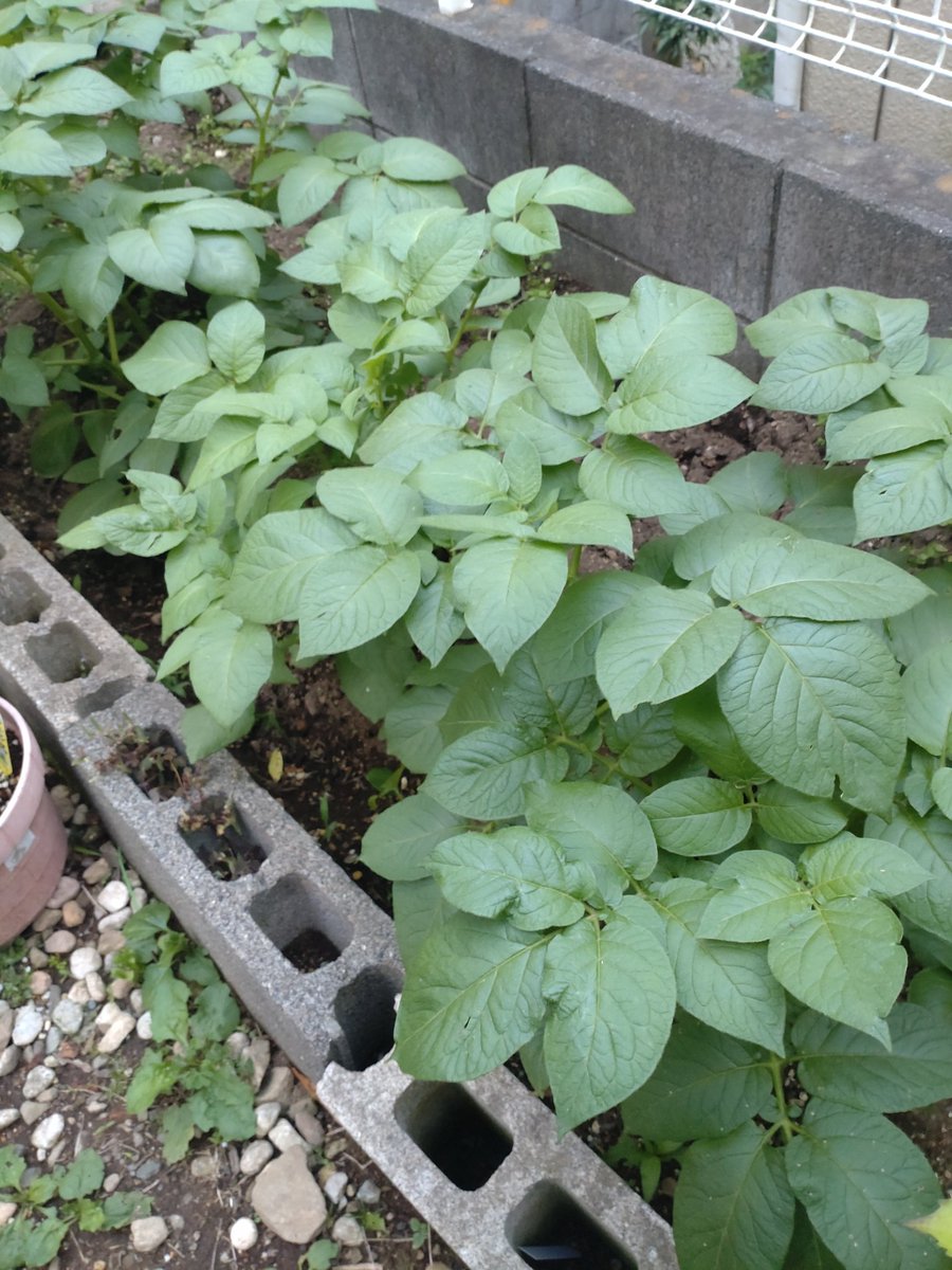 GardenNegiraaa's tweet photo. 昨日のじゃがです https://t.co/yztB3QIiuf