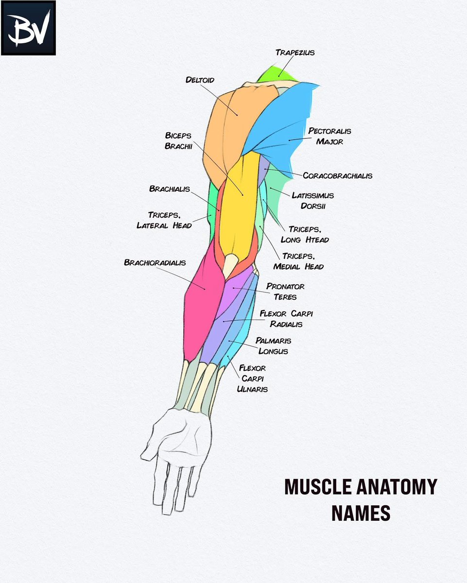 OGdukeneurosurg's tweet photo. Arm muscles by brush volt https://t.co/YJPibV2L5n